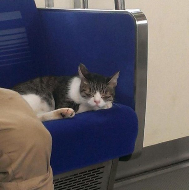 cat-rides-subway-seibu-ikebukuro-line-tokyo-5