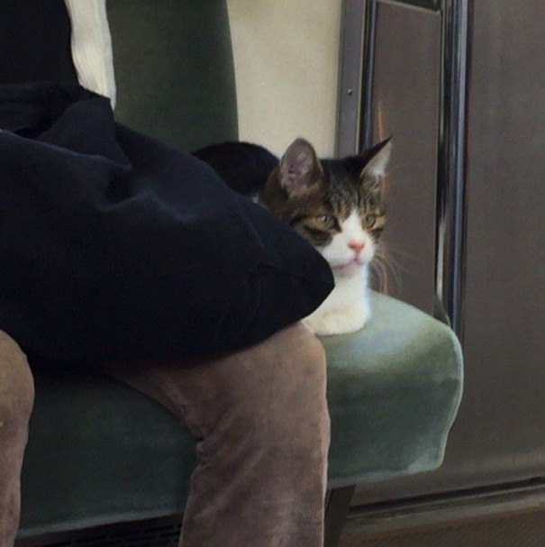 cat-rides-subway-seibu-ikebukuro-line-tokyo-7 cat-rides-subway-seibu-ikebukuro-line-tokyo-7