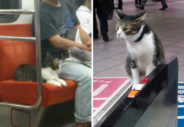 cat-rides-subway-seibu-ikebukuro-line-tokyo-9 cat-rides-subway-seibu-ikebukuro-line-tokyo-9