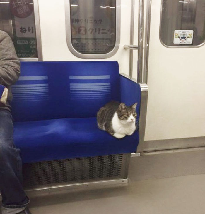 Cat Spotted Regularly Taking Subway In Tokyo All By Himself
