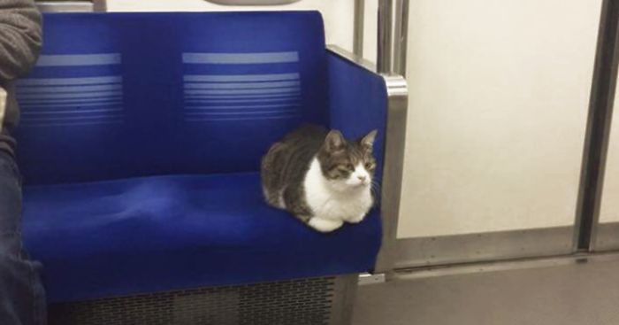 Cat Spotted Regularly Taking Subway In Tokyo All By Himself