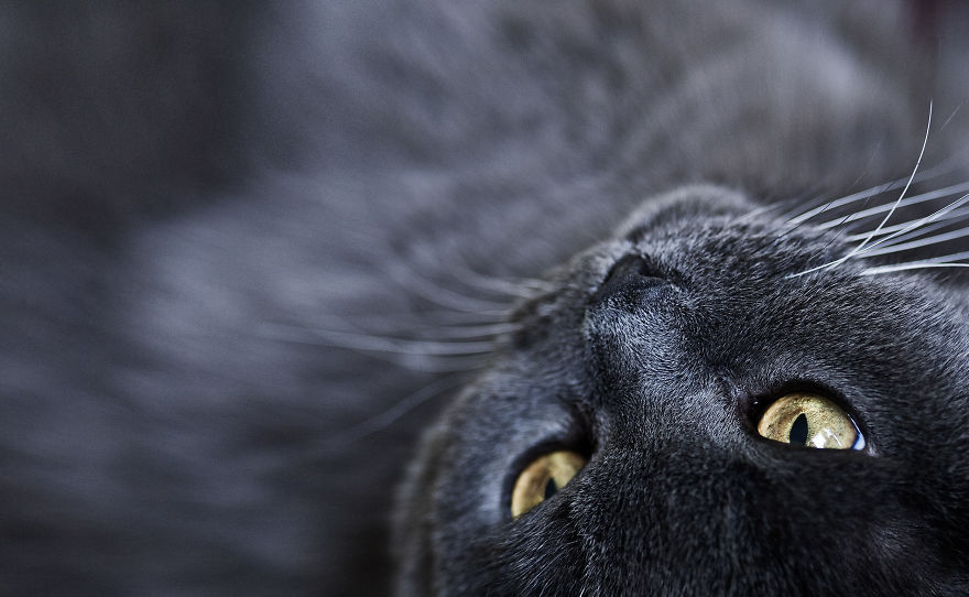 I Take Portraits Of Cats Showing Their Unique Characters