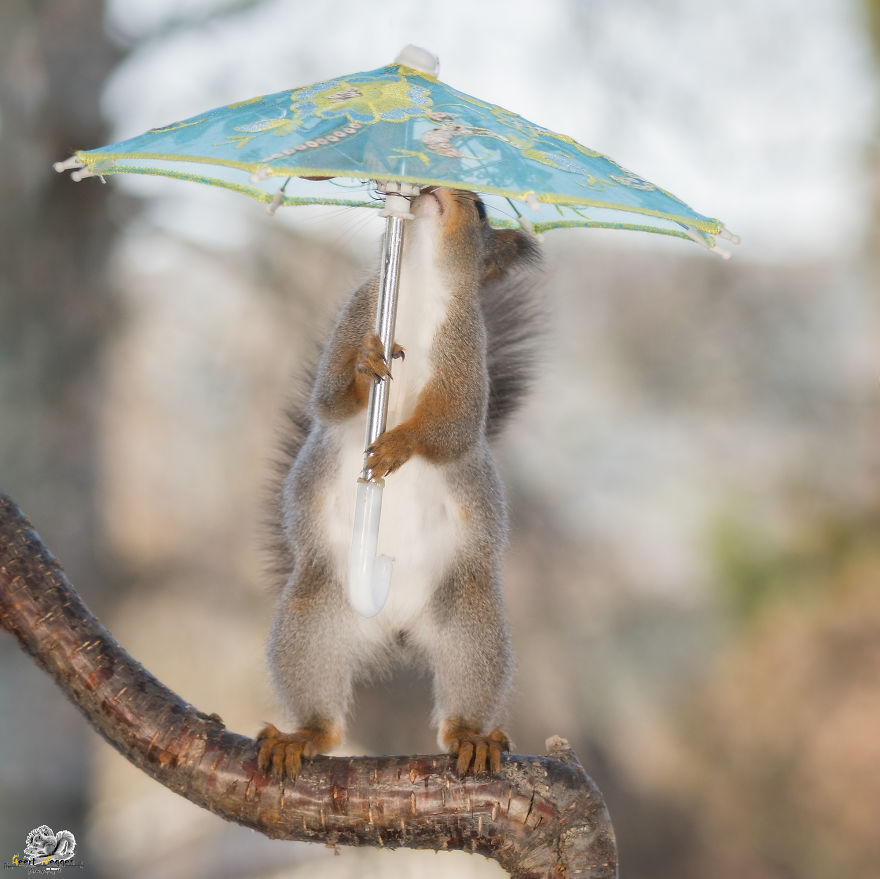 I Take Pictures Of Wild Red Squirrels Using Tiny Umbrellas I Take Pictures Of Wild Red Squirrels Using Tiny Umbrellas