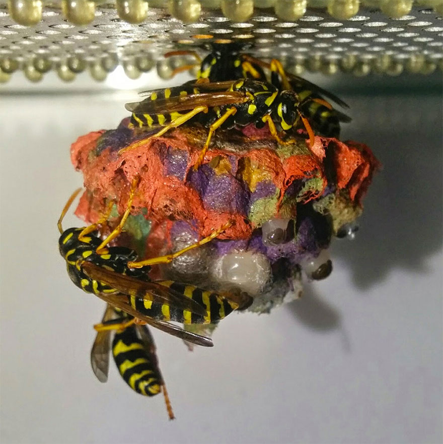 colorful-paper-wasp-nests-rainbow-mattia-mechetti-1 colorful-paper-wasp-nests-rainbow-mattia-mechetti-1