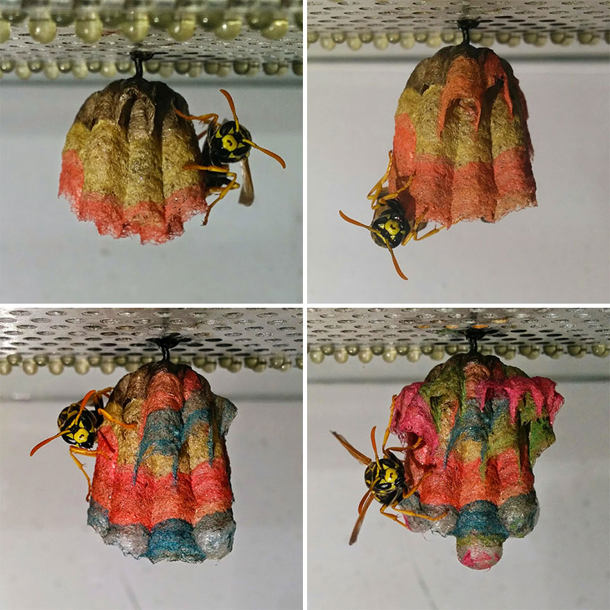 colorful-paper-wasp-nests-rainbow-mattia-mechetti-10 colorful-paper-wasp-nests-rainbow-mattia-mechetti-10