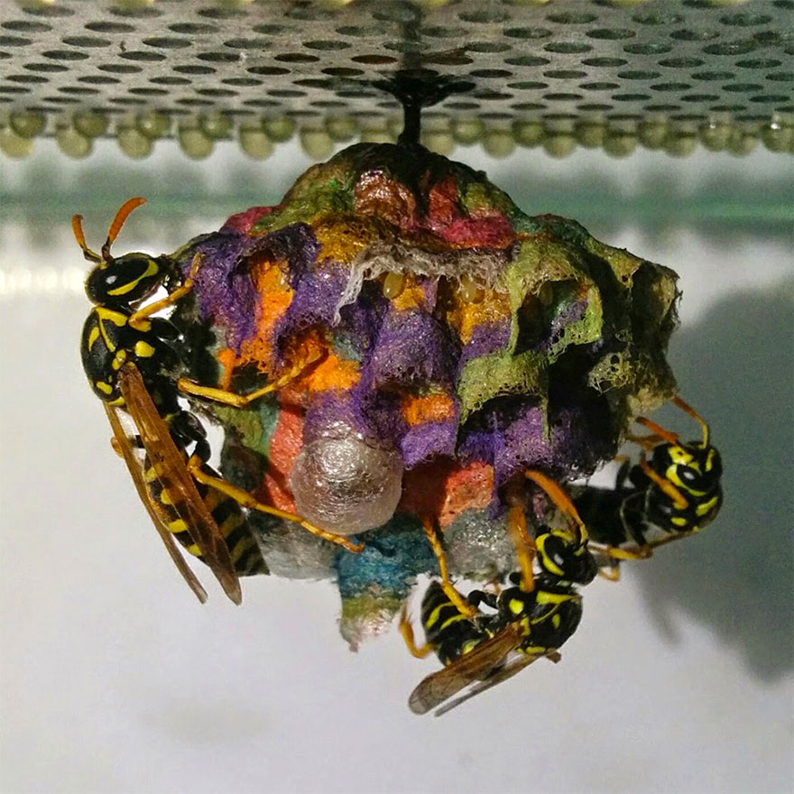 colorful-paper-wasp-nests-rainbow-mattia-mechetti-2