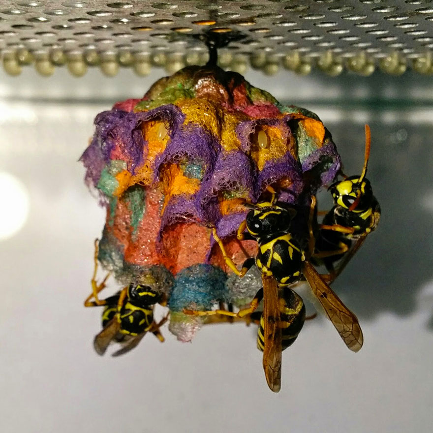colorful-paper-wasp-nests-rainbow-mattia-mechetti-4 colorful-paper-wasp-nests-rainbow-mattia-mechetti-4