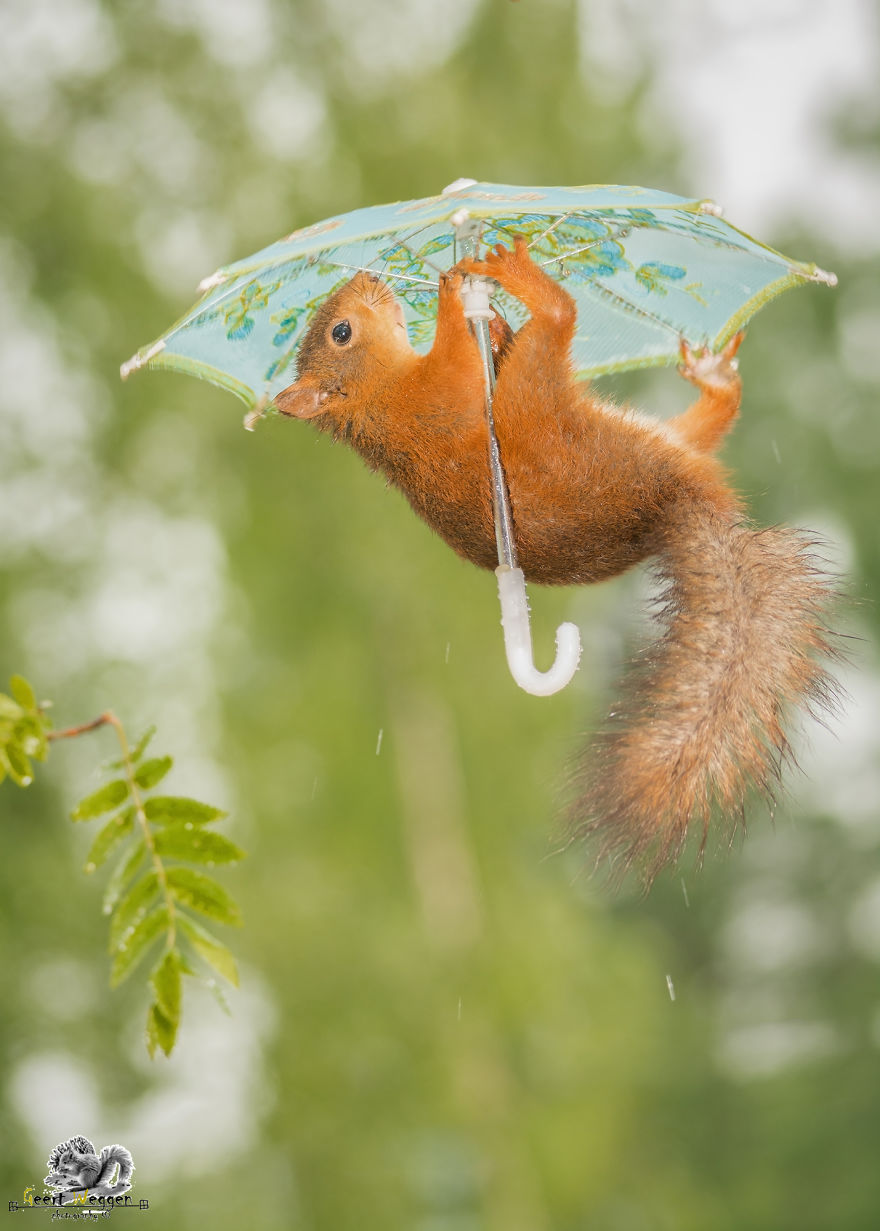 I Take Pictures Of Wild Red Squirrels Using Tiny Umbrellas
