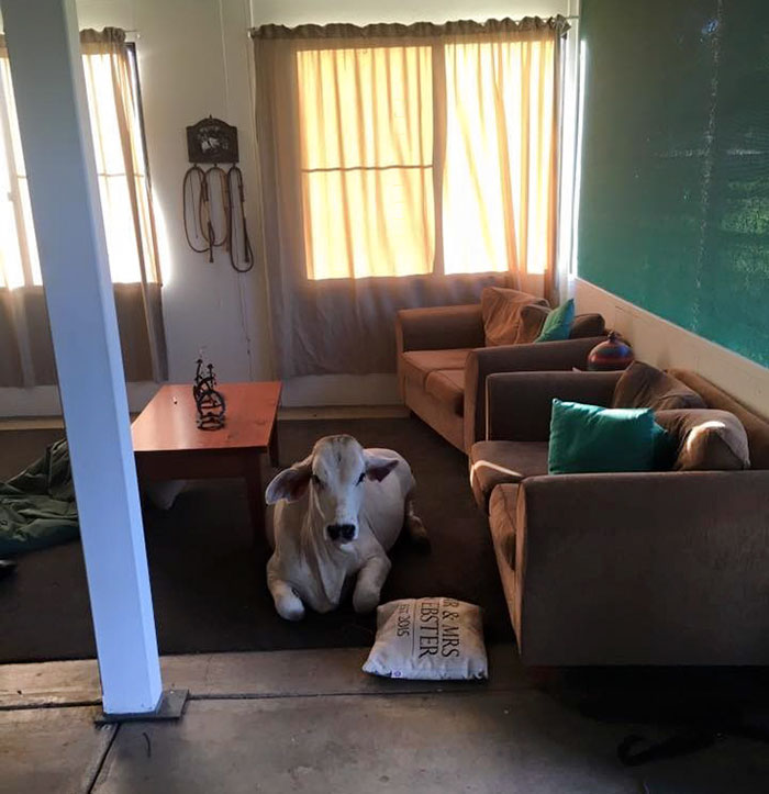 cow-breaks-home-dog-brahman-beryl-1 cow-breaks-home-dog-brahman-beryl-1