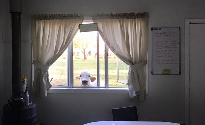 cow-breaks-home-dog-brahman-beryl-11 cow-breaks-home-dog-brahman-beryl-11