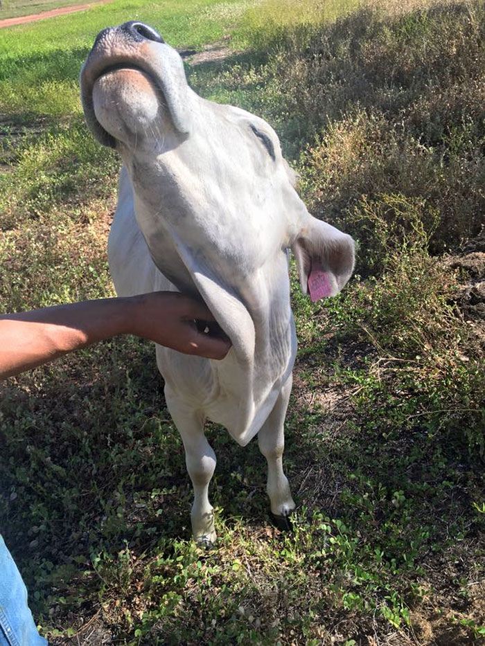 cow-breaks-home-dog-brahman-beryl-14 cow-breaks-home-dog-brahman-beryl-14