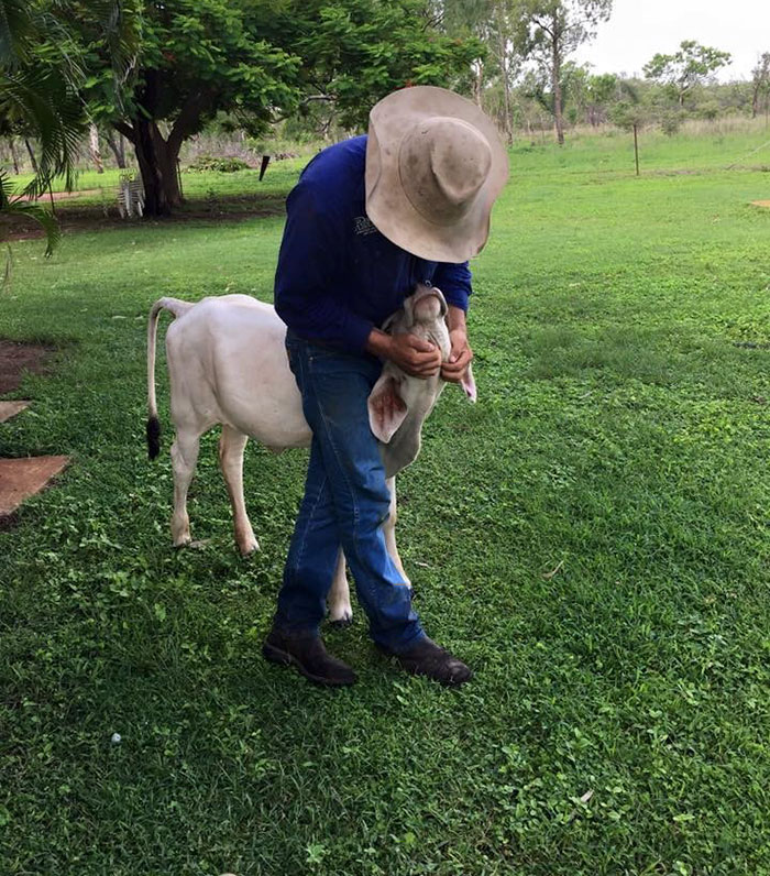 cow-breaks-home-dog-brahman-beryl-4