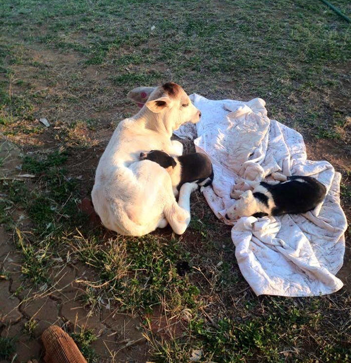 cow-breaks-home-dog-brahman-beryl-6 cow-breaks-home-dog-brahman-beryl-6