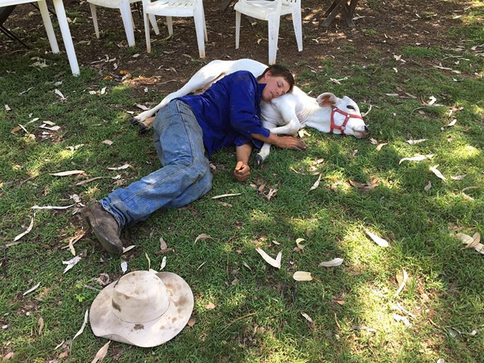 cow-breaks-home-dog-brahman-beryl-9 cow-breaks-home-dog-brahman-beryl-9