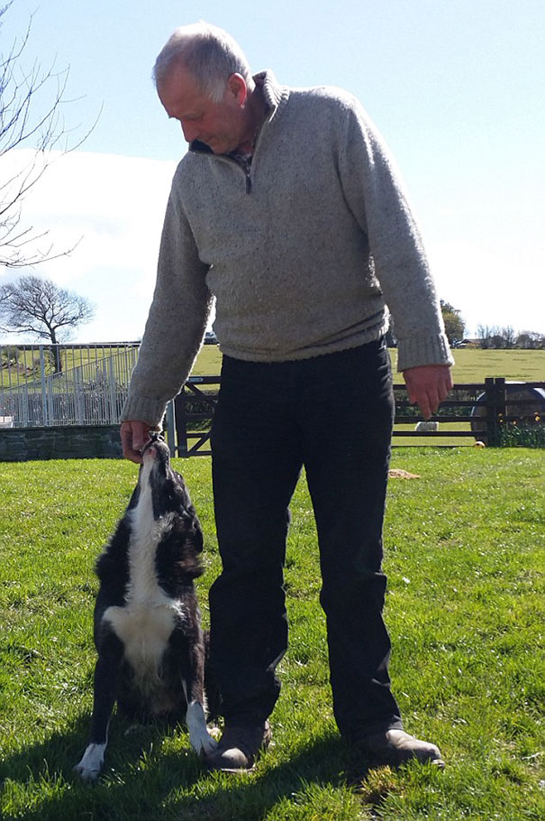 cow-breaks-home-dog-brahman-beryl3