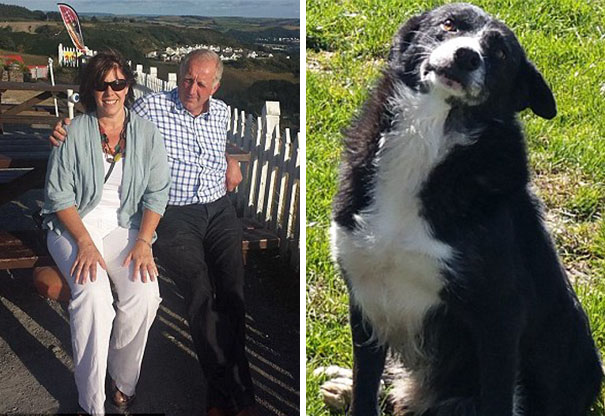 cow-breaks-home-dog-brahman-beryl4