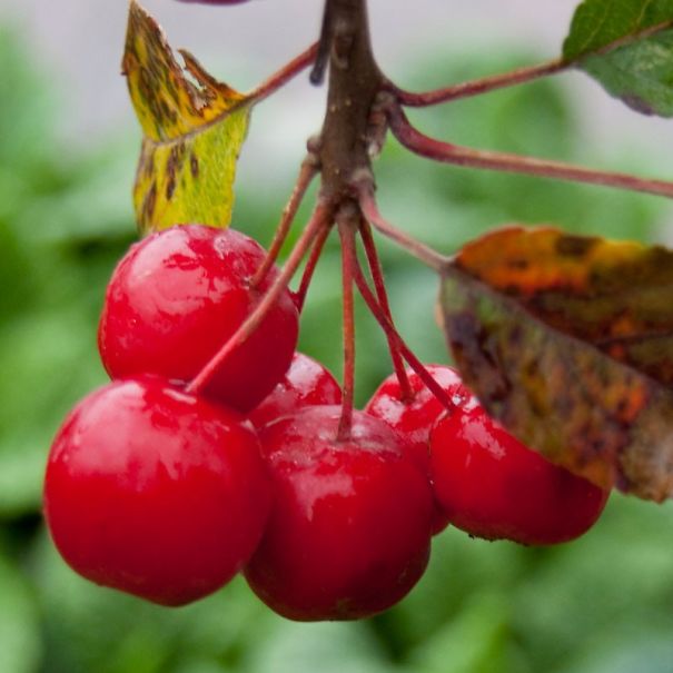 crab_apples-tom-hisget-571147702caad.jpg