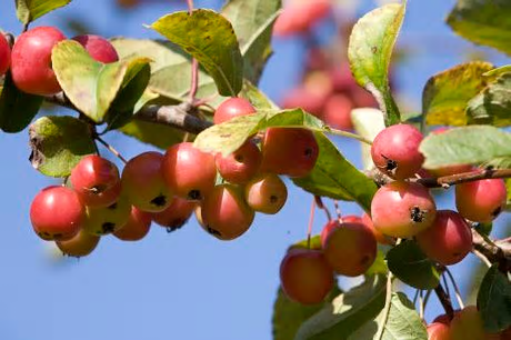 crabapple-57112c9a01dea.png