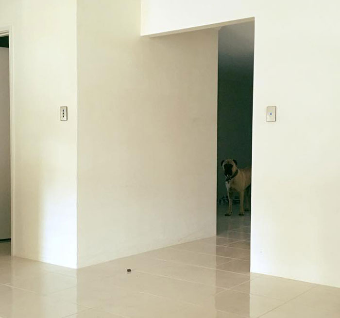 creepy-dog-stalks-owner-cyrus-bullmastiff-lauren-birney-11 creepy-dog-stalks-owner-cyrus-bullmastiff-lauren-birney-11