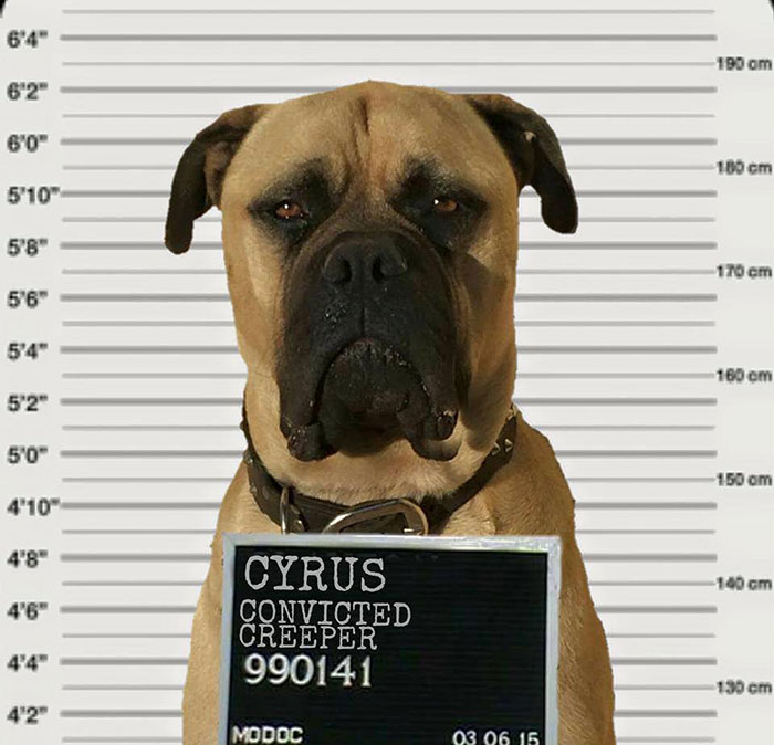 creepy-dog-stalks-owner-cyrus-bullmastiff-lauren-birney-12 creepy-dog-stalks-owner-cyrus-bullmastiff-lauren-birney-12