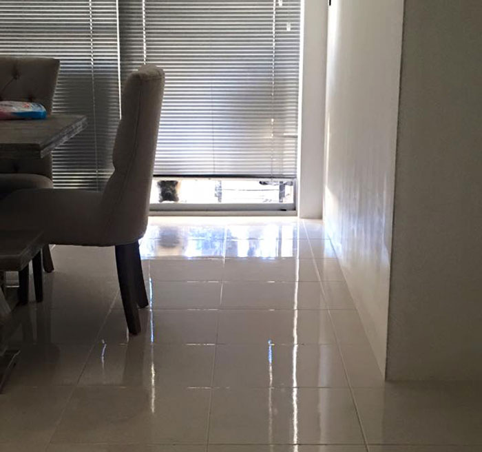 creepy-dog-stalks-owner-cyrus-bullmastiff-lauren-birney-17 creepy-dog-stalks-owner-cyrus-bullmastiff-lauren-birney-17