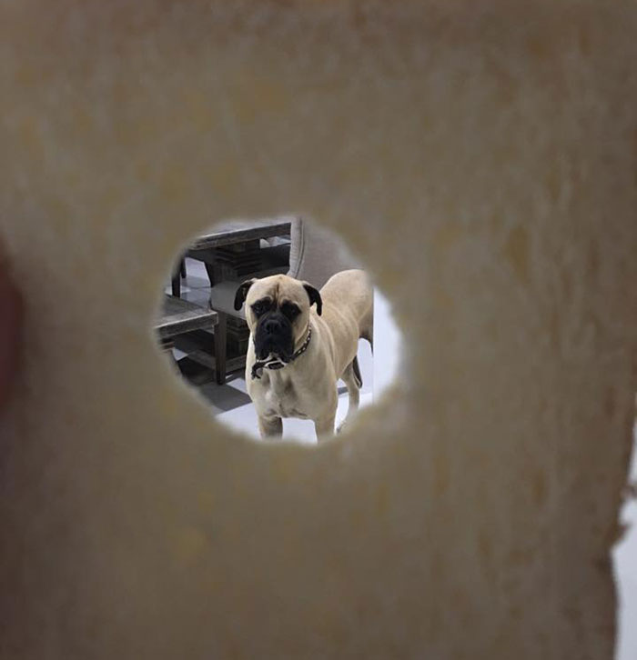 creepy-dog-stalks-owner-cyrus-bullmastiff-lauren-birney-19 creepy-dog-stalks-owner-cyrus-bullmastiff-lauren-birney-19