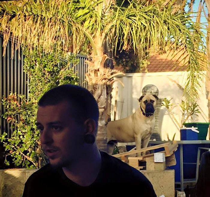 creepy-dog-stalks-owner-cyrus-bullmastiff-lauren-birney-34 creepy-dog-stalks-owner-cyrus-bullmastiff-lauren-birney-34