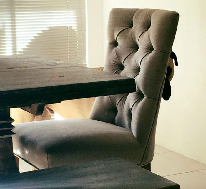 creepy-dog-stalks-owner-cyrus-bullmastiff-lauren-birney-40 creepy-dog-stalks-owner-cyrus-bullmastiff-lauren-birney-40