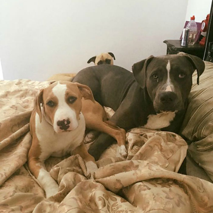 creepy-dog-stalks-owner-cyrus-bullmastiff-lauren-birney-41 creepy-dog-stalks-owner-cyrus-bullmastiff-lauren-birney-41