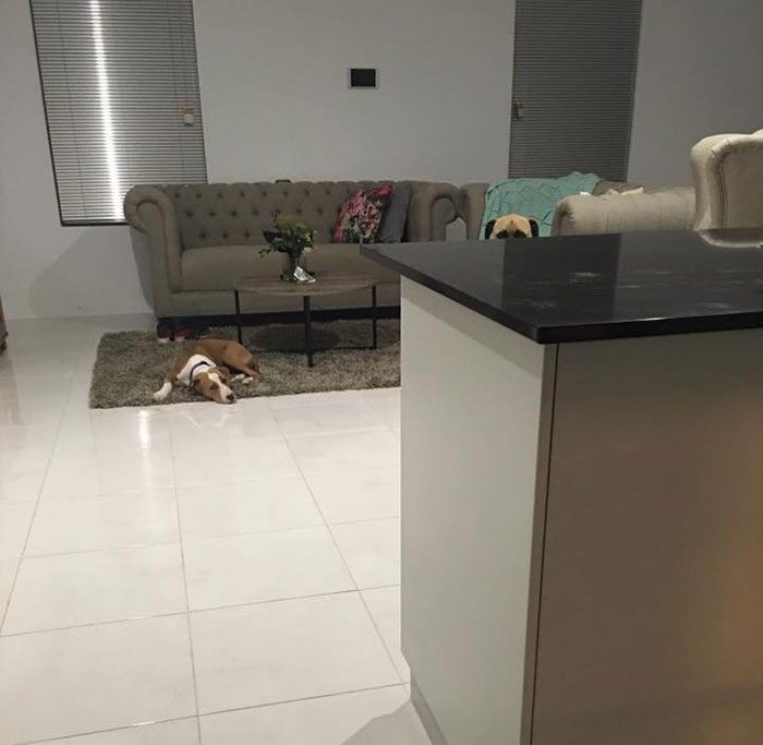 creepy-dog-stalks-owner-cyrus-bullmastiff-lauren-birney-9 creepy-dog-stalks-owner-cyrus-bullmastiff-lauren-birney-9