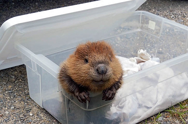 Smiling Baby Beaver