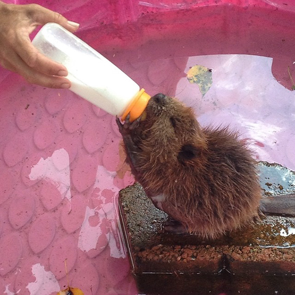 When You Thought The Aloha Safari Zoo Couldn't Get Any Cuter