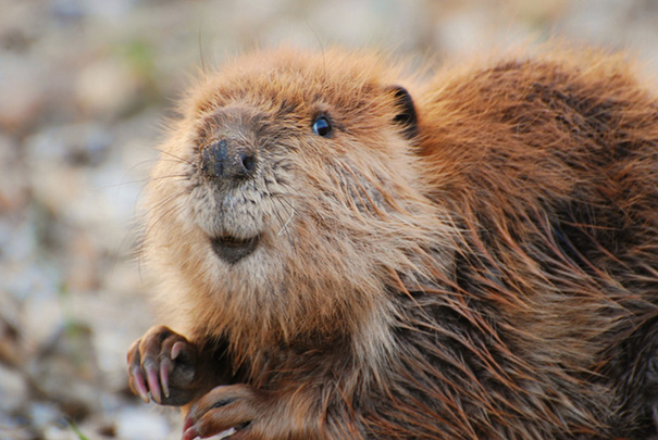Smiling Baby Beaver