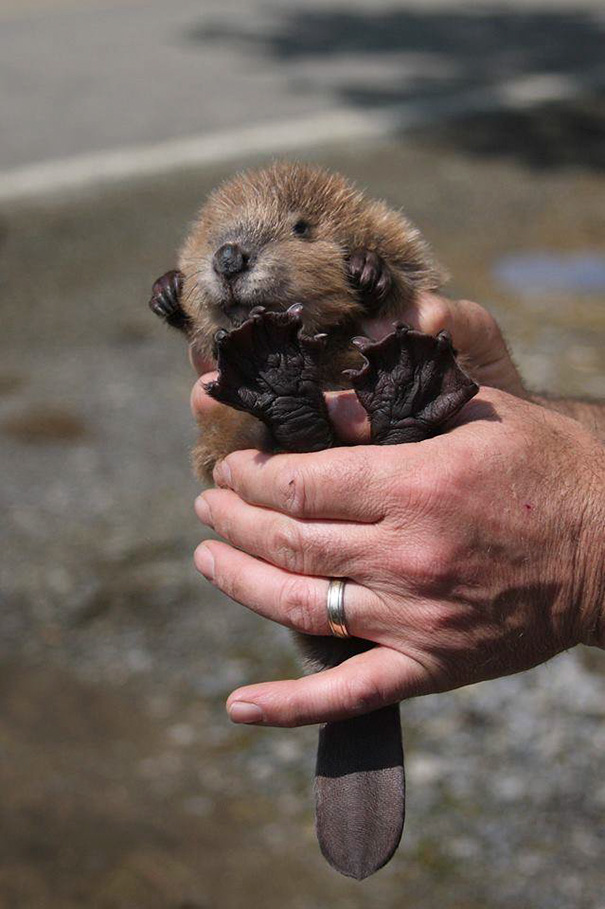 Baby Beaver