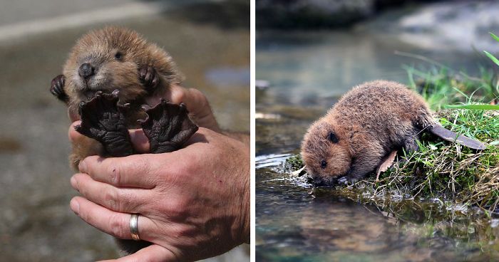 30 Adorable Baby Beavers To Celebrate International Beaver Day