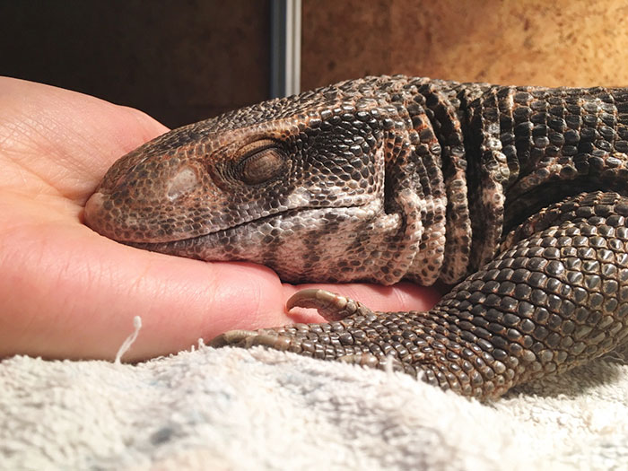cute-lizard-pet-cuddles-savannah-monitor-astya-lemur-15