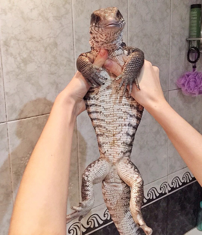cute-lizard-pet-cuddles-savannah-monitor-astya-lemur-43