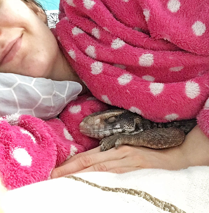 cute-lizard-pet-cuddles-savannah-monitor-astya-lemur-46