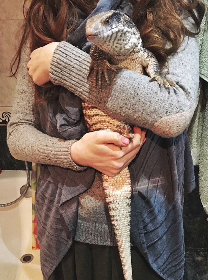 cute-lizard-pet-cuddles-savannah-monitor-astya-lemur-50