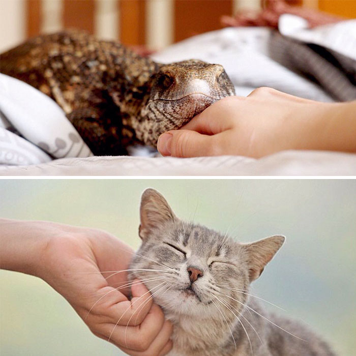 cute-lizard-pet-cuddles-savannah-monitor-astya-lemur-51