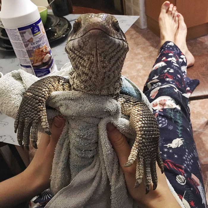 cute-lizard-pet-cuddles-savannah-monitor-astya-lemur-7