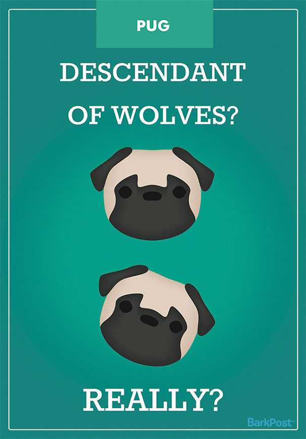 Dog Breed Illustrations