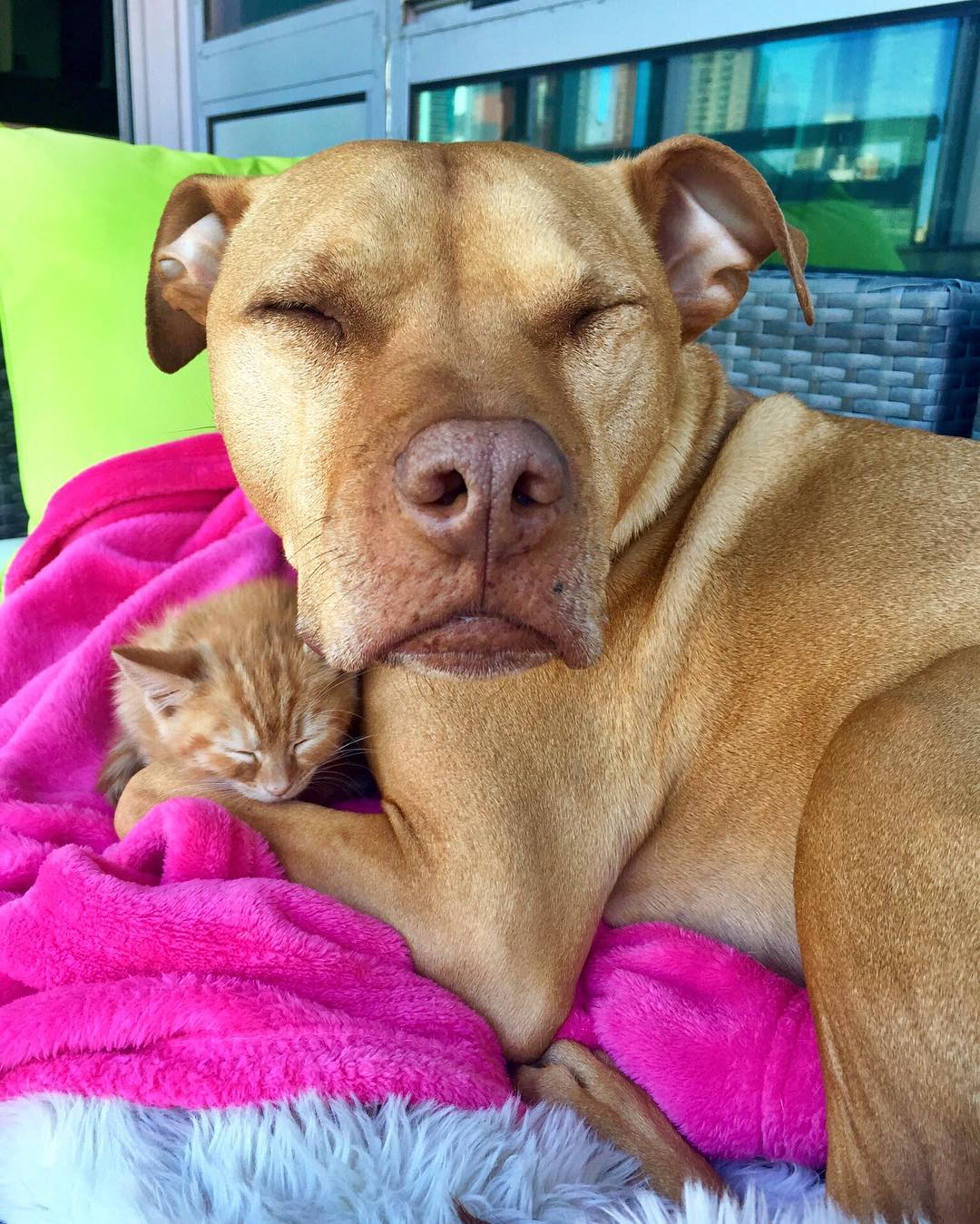 dog-likes-cats-ginger-pit-bull-bubba-loves-rue-10 dog-likes-cats-ginger-pit-bull-bubba-loves-rue-10