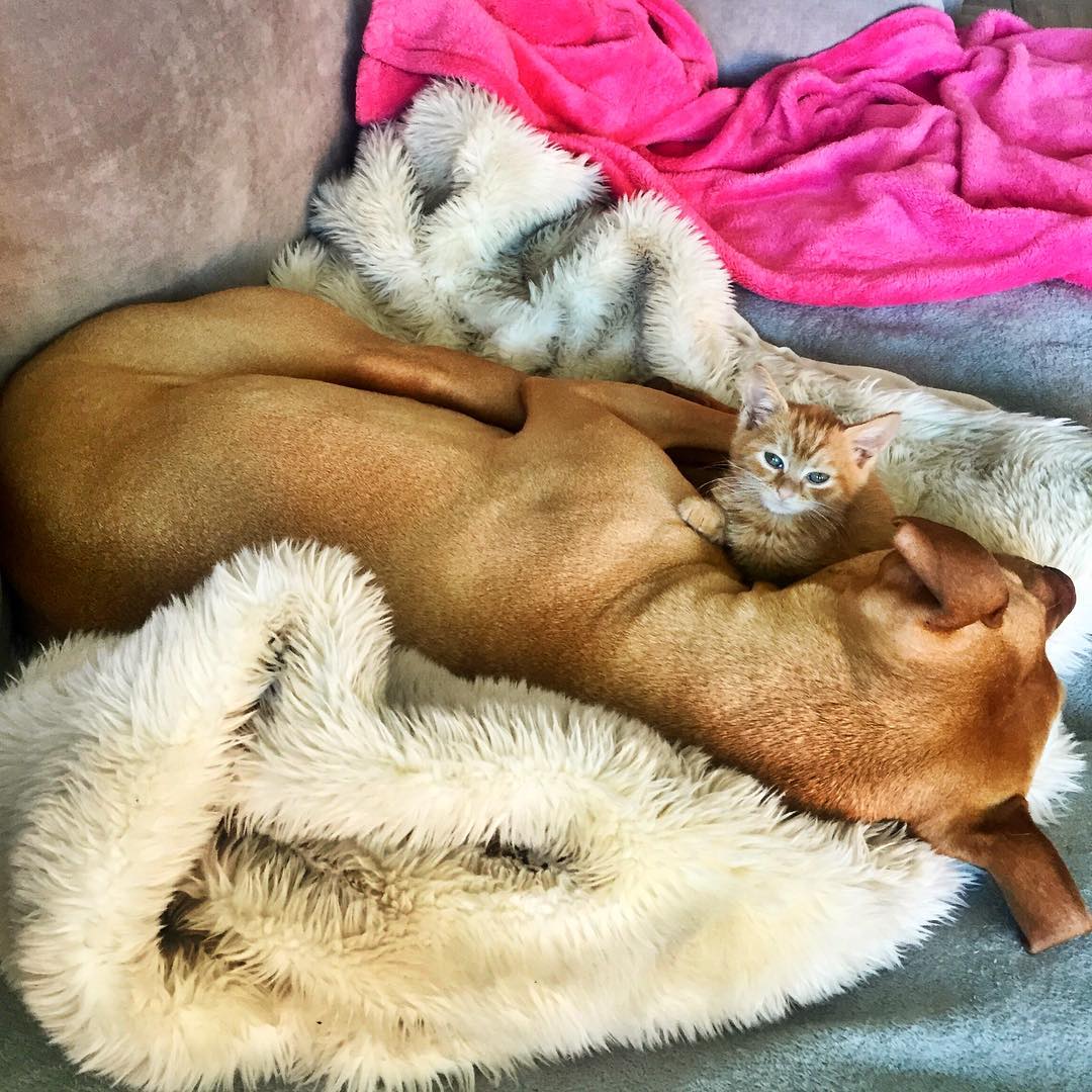 dog-likes-cats-ginger-pit-bull-bubba-loves-rue-6 dog-likes-cats-ginger-pit-bull-bubba-loves-rue-6