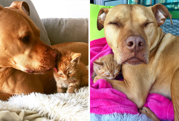 Rescue Pit Bull Gets His Own Kitty, Loves Her Like A Daughter