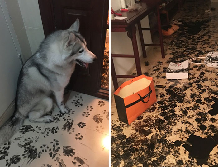 Family Leaves Husky For 3 Hours, Dog Redesigns The Apartment