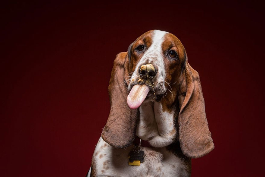 dogs-eating-greg-murray-for-the-love-of-peanut-butter-15 dogs-eating-greg-murray-for-the-love-of-peanut-butter-15