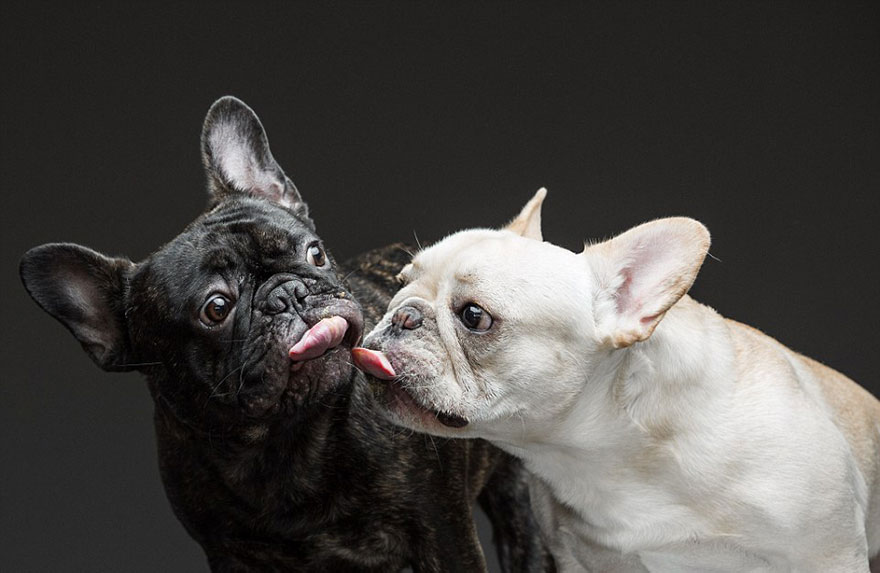 dogs-eating-greg-murray-for-the-love-of-peanut-butter-24 dogs-eating-greg-murray-for-the-love-of-peanut-butter-24