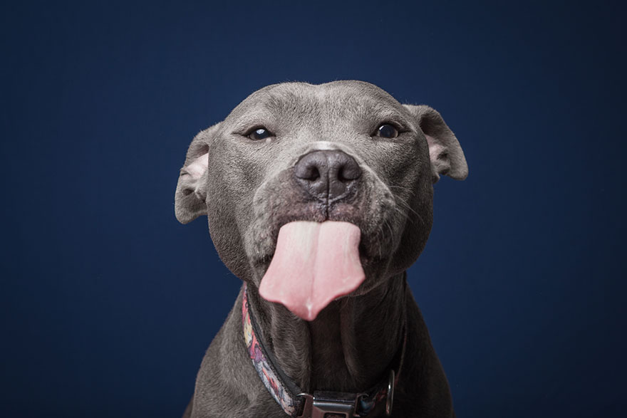 dogs-eating-greg-murray-for-the-love-of-peanut-butter-25