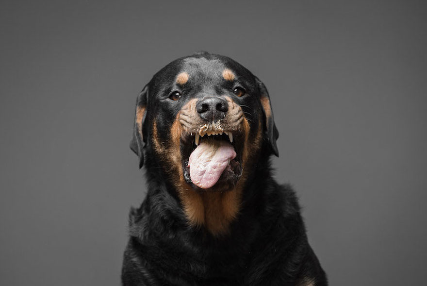 dogs-eating-greg-murray-for-the-love-of-peanut-butter-5 dogs-eating-greg-murray-for-the-love-of-peanut-butter-5